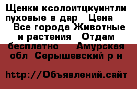 Щенки ксолоитцкуинтли пуховые в дар › Цена ­ 1 - Все города Животные и растения » Отдам бесплатно   . Амурская обл.,Серышевский р-н